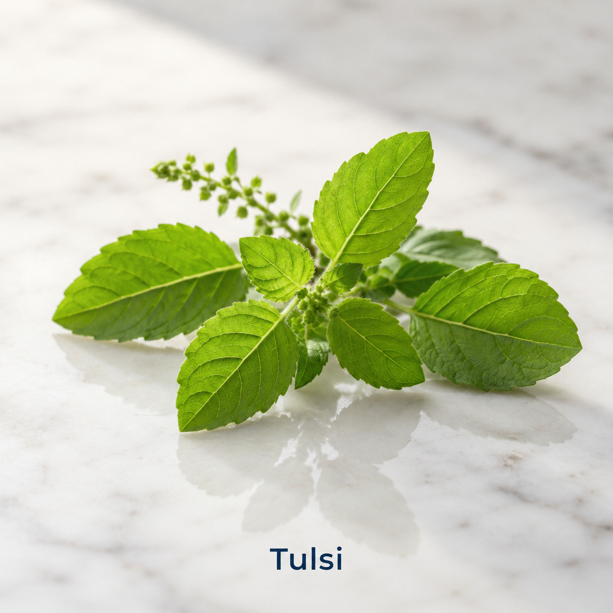 Tulsi
